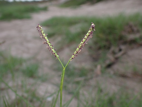 seashore paspalum (Paspalum vaginatum)