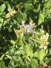 Ageratina havanensis