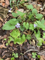 Viola missouriensis