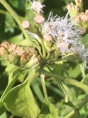 Ageratina havanensis