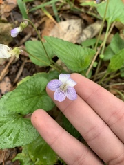 Viola missouriensis