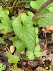 Viola missouriensis