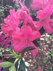 Rhododendron indicum image
