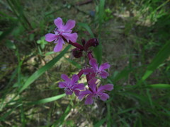 Silene aegyptiaca
