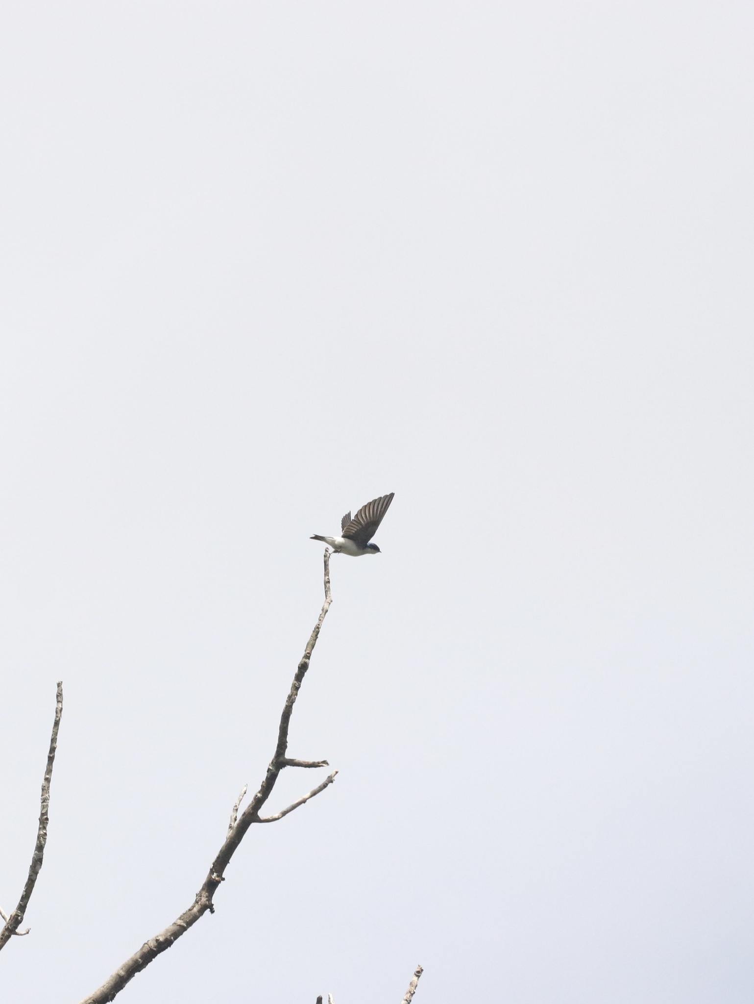 Chilean Swallow illustration