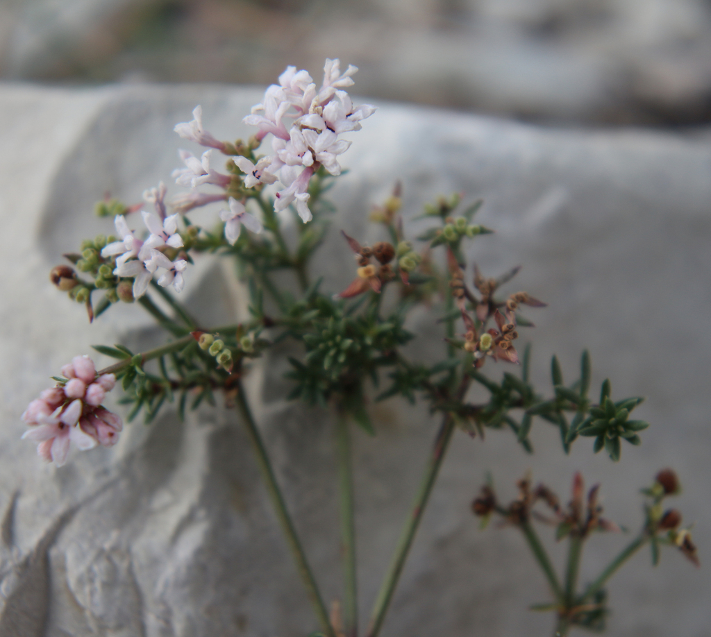 Cynanchica pedicellata