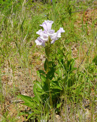 Penstemon cobaea
