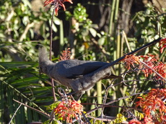 Corythaixoides concolor concolor