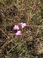 Agalinis maritima grandiflora