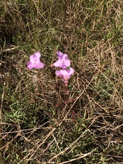 Agalinis maritima grandiflora