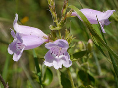 Penstemon cobaea