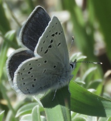 Icaricia icarioides missionensis