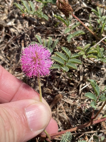 Mimosa strigillosa