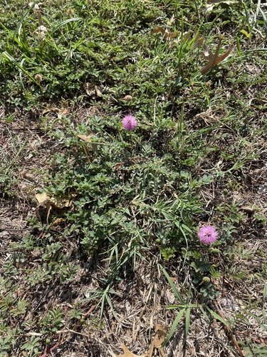 Mimosa strigillosa