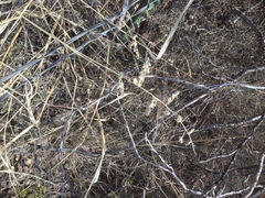 Eragrostis echinochloidea