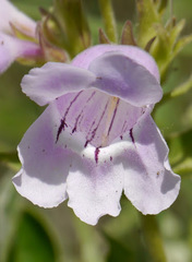 Penstemon cobaea