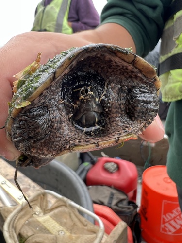 Common Musk Turtle