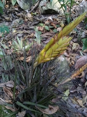 Tillandsia flavobracteata