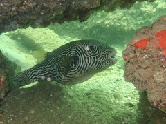 Many-Lined Puffer photo 5