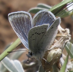 Icaricia icarioides missionensis