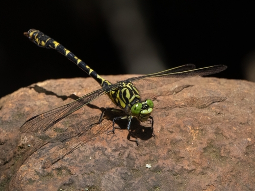 Small Pincertail, photo 5 of 9