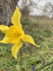 Narcissus × odorus