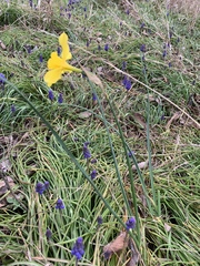 Narcissus × odorus