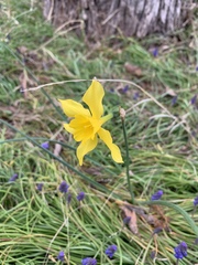 Narcissus × odorus
