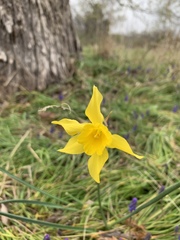 Narcissus × odorus