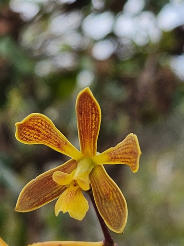Encyclia patens Hook.