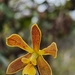 Encyclia patens - Photo (c) Bia Caitano, some rights reserved (CC BY-NC), uploaded by Bia Caitano