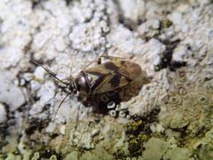 Orthops