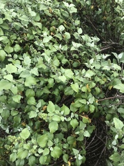 Ambrosia chenopodiifolia
