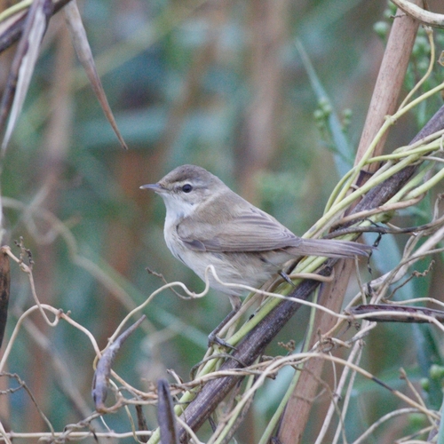 Carricero agrícola (Acrocephalus agricola)