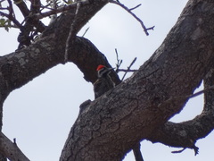 Chloropicus namaquus