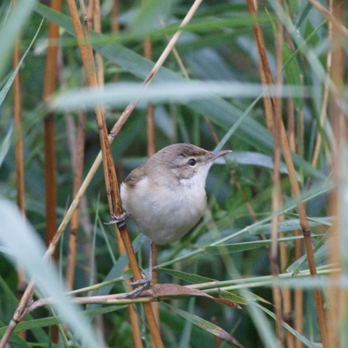 Carricero agrícola (Acrocephalus agricola)