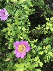 Rosa minutifolia