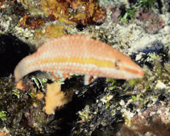 Oxycheilinus celebicus