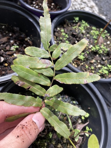 Toothed midsorus fern (Telmatoblechnum serrulatum)