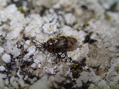 Orthops