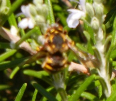 Anthidium florentinum