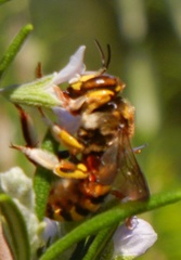 Anthidium florentinum