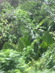 Alocasia macrorrhizos