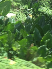 Alocasia macrorrhizos