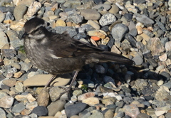 Cinclodes patagonicus