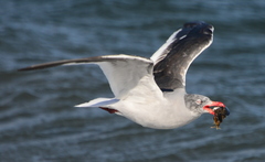 Leucophaeus scoresbii