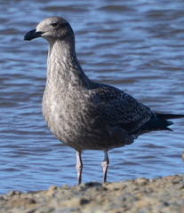 Larus dominicanus