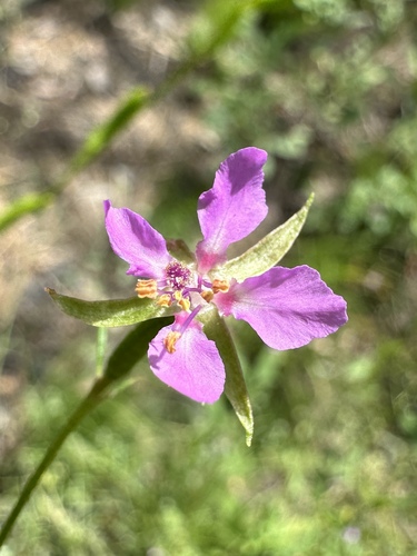 Lake Almanor clarkia (Clarkia stellata)