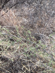 Baccharis pteronioides