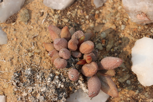 Adromischus marianiae